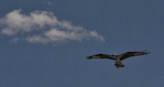 Osprey in flight